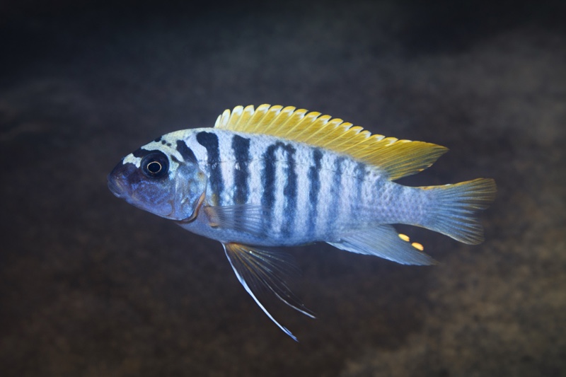 Maylandia pyrsonotos 'Nkhudzi'